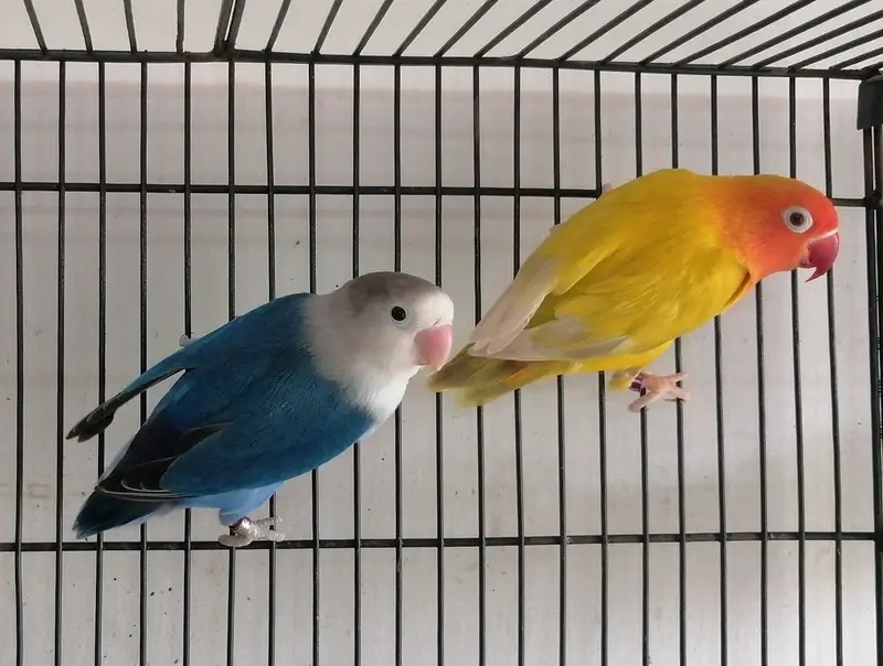 LoveBirds Breeder Pairs — photo 3