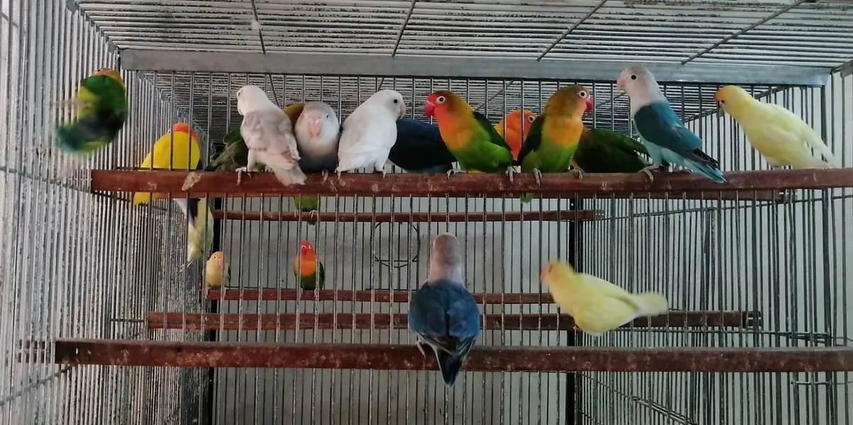 LoveBirds Breeder Pairs — photo 4