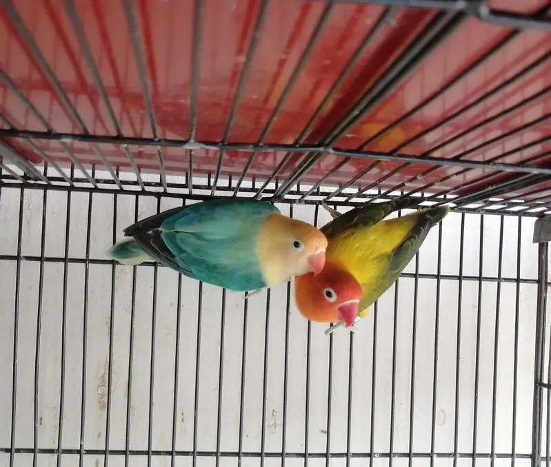 LoveBirds Breeder Pairs — photo 5
