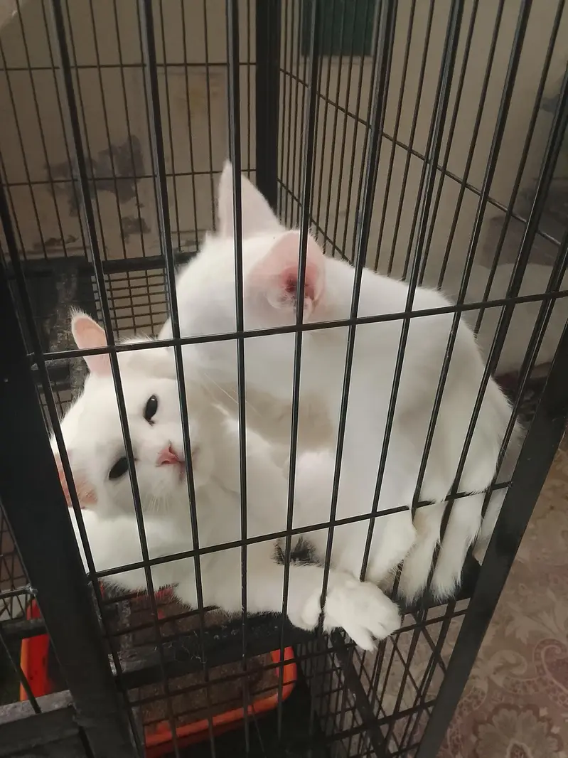 4 month Persian kitten — photo 2