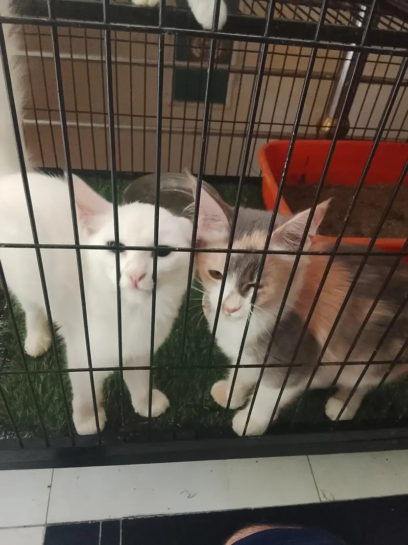 4 month Persian kitten — photo 3