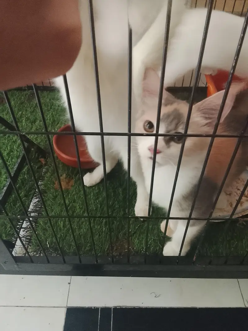 4 month Persian kitten — photo 4
