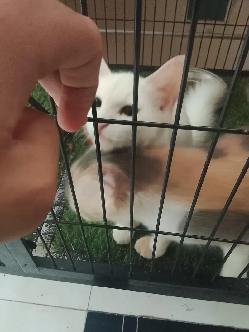 4 month Persian kitten — photo 5