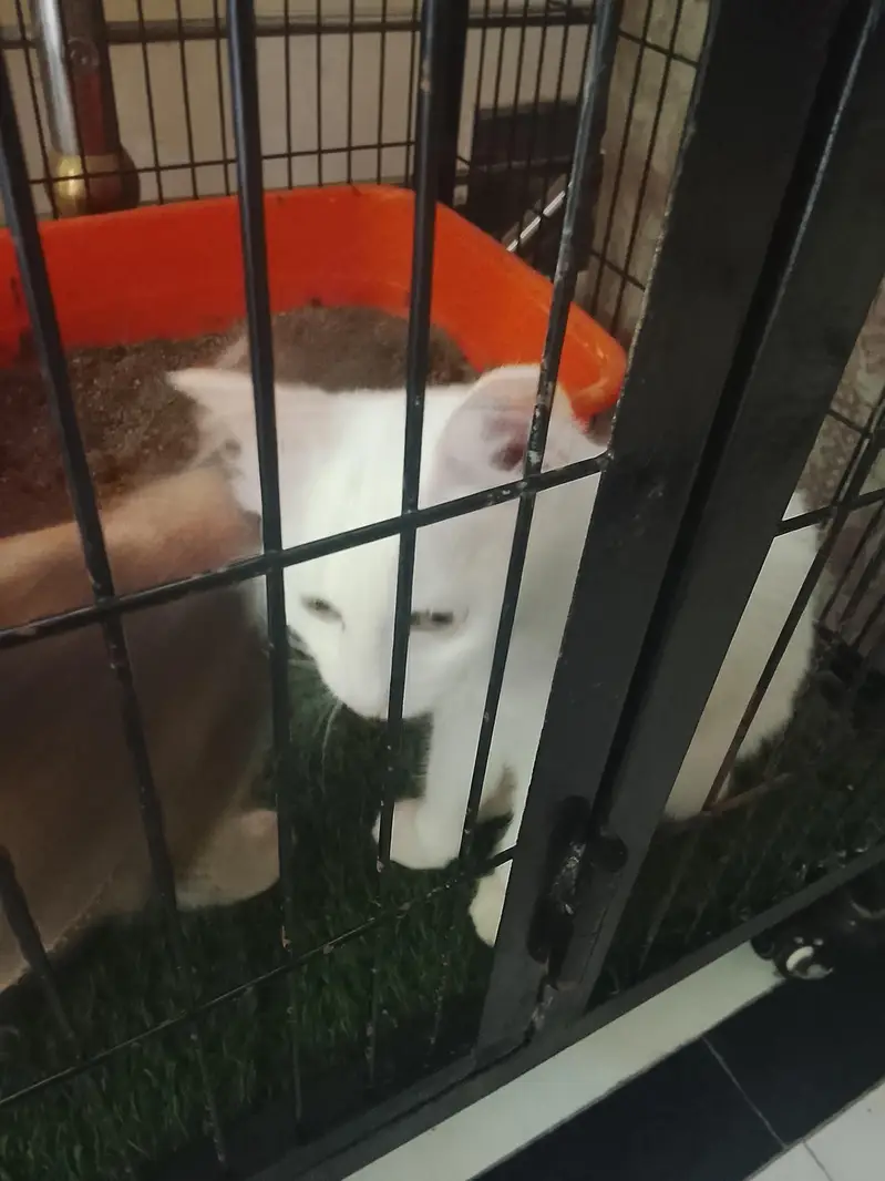 4 month Persian kitten — photo 6