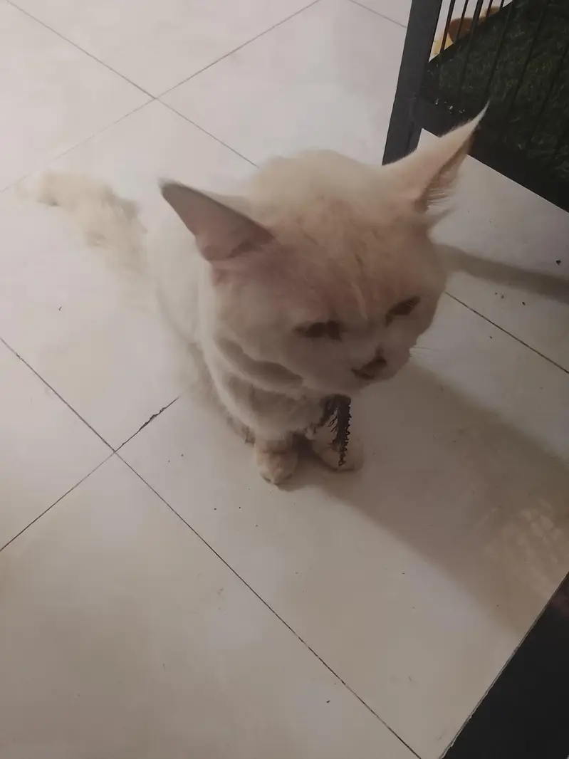 4 month Persian kitten — photo 8