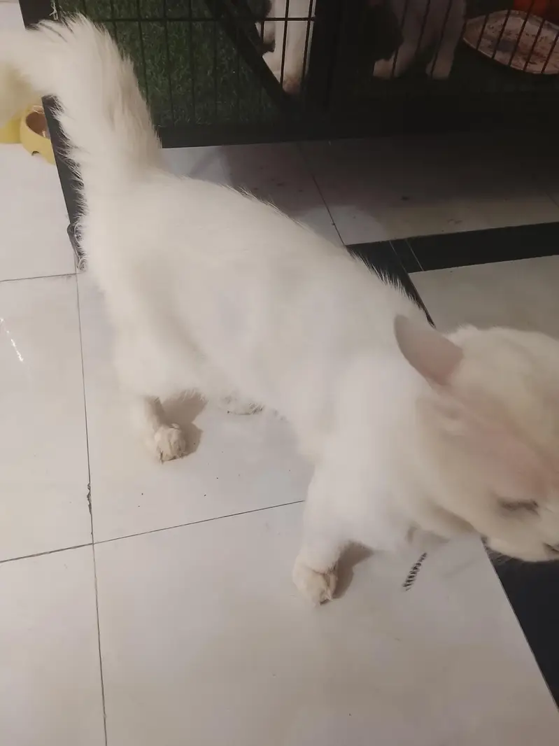 4 month Persian kitten — photo 9
