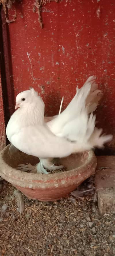 white breeder faintail female for sale