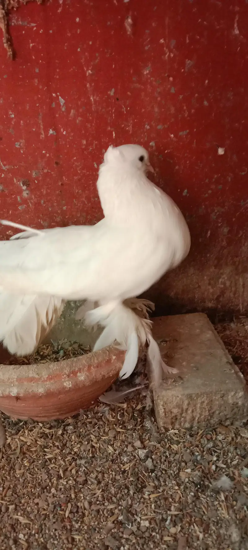 white breeder faintail female for sale — photo 2