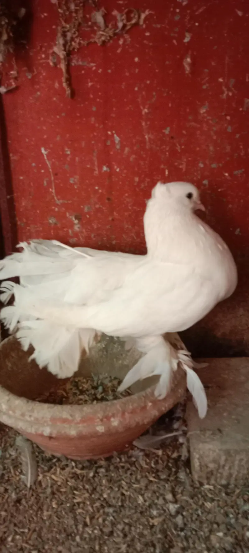 white breeder faintail female for sale — photo 3