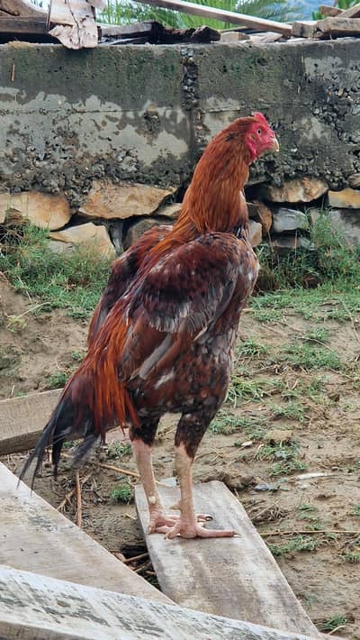 Aseel Murgha (Mianwali Breed) for Sale – Healthy & Pure