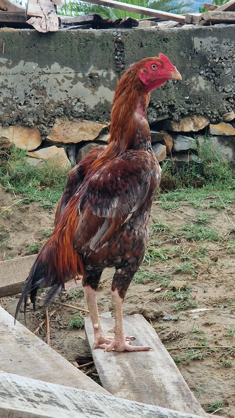 Aseel Murgha (Mianwali Breed) for Sale – Healthy & Pure — photo 2