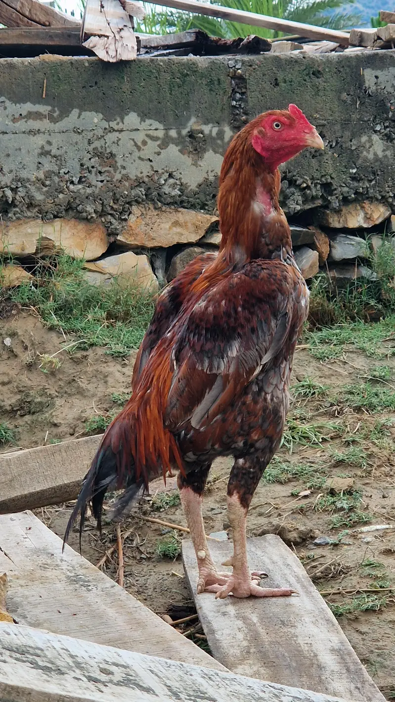 Aseel Murgha (Mianwali Breed) for Sale – Healthy & Pure — photo 3