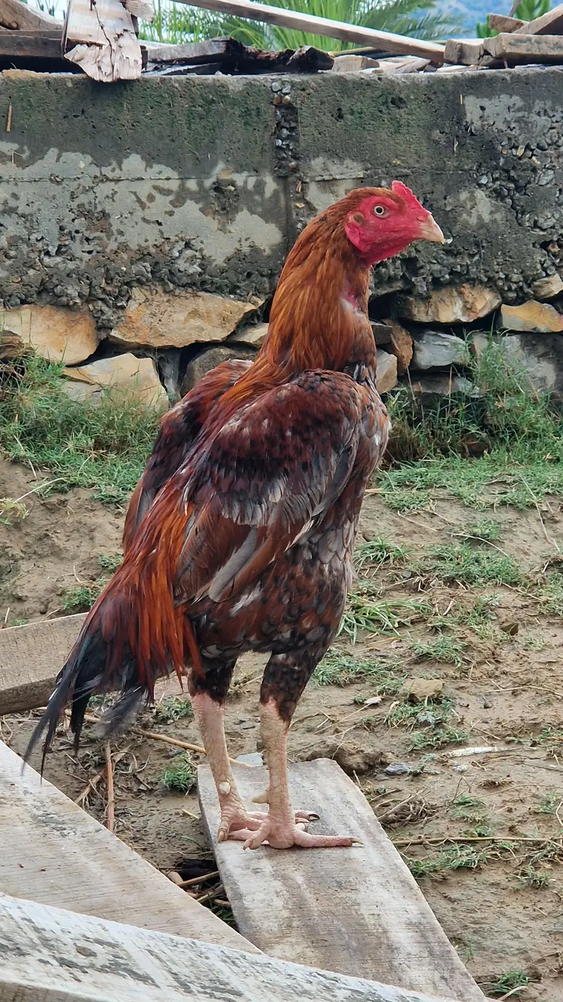 Aseel Murgha (Mianwali Breed) for Sale – Healthy & Pure — photo 4