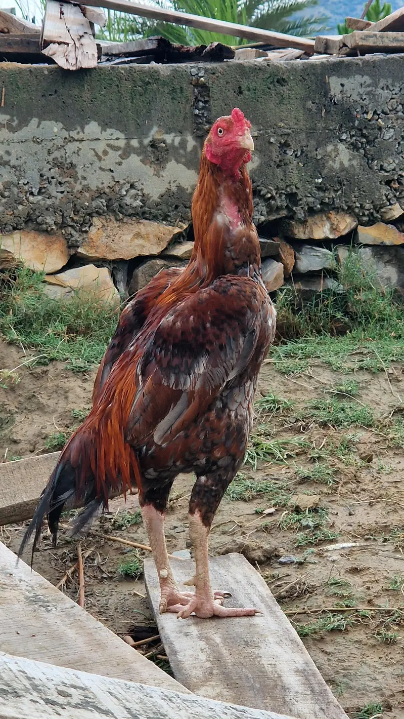 Aseel Murgha (Mianwali Breed) for Sale – Healthy & Pure — photo 5
