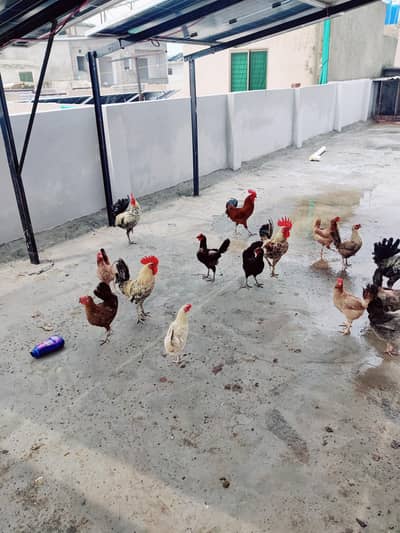 Healthy and active golden misri for sale
