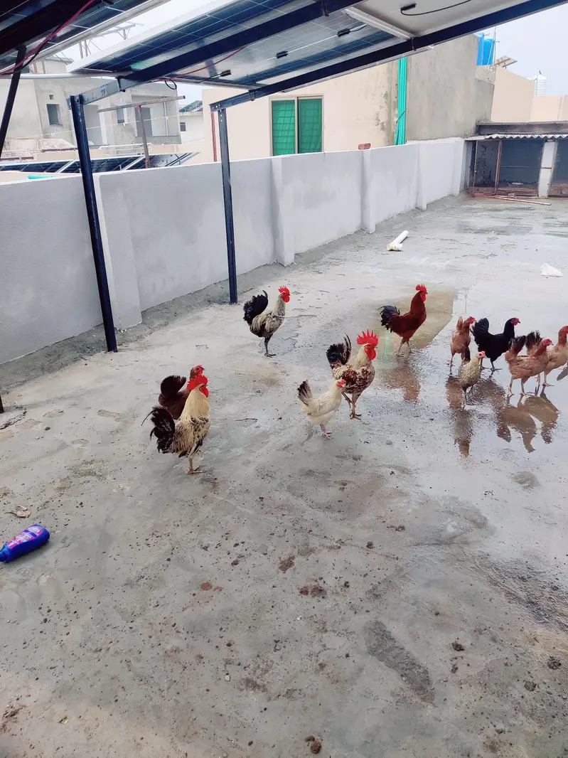 Healthy and active golden misri for sale — photo 2