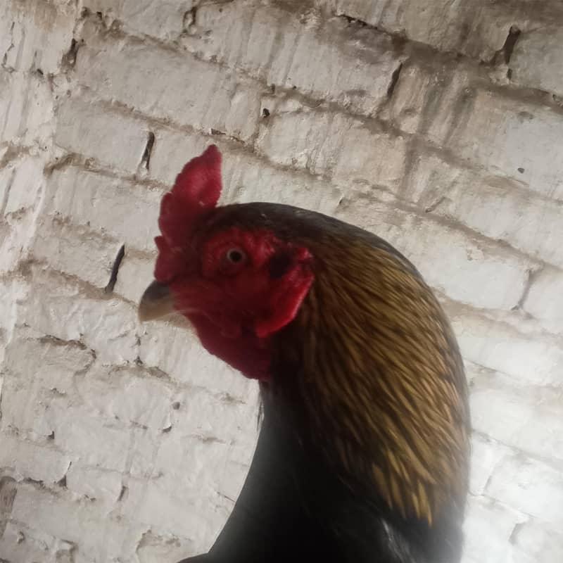 murga 3