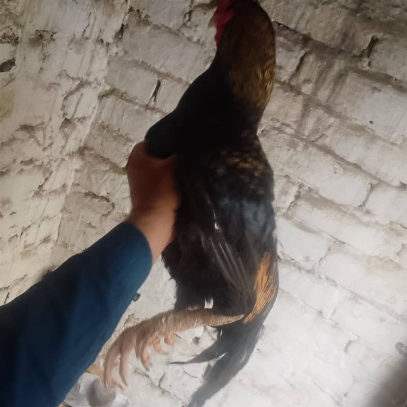 murga 4