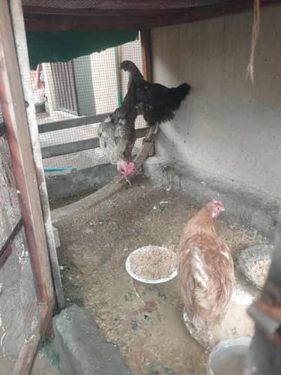 3 golden misri hens for sale