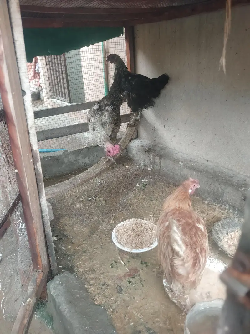 3 golden misri hens for sale