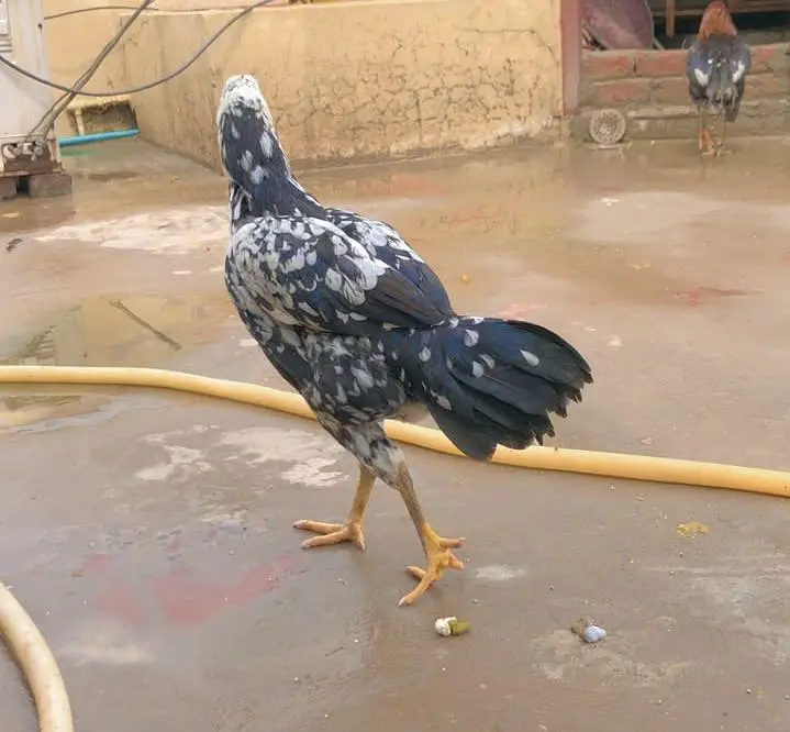 03078291648 Aseel miyawali nasal male female pathi available — photo 3