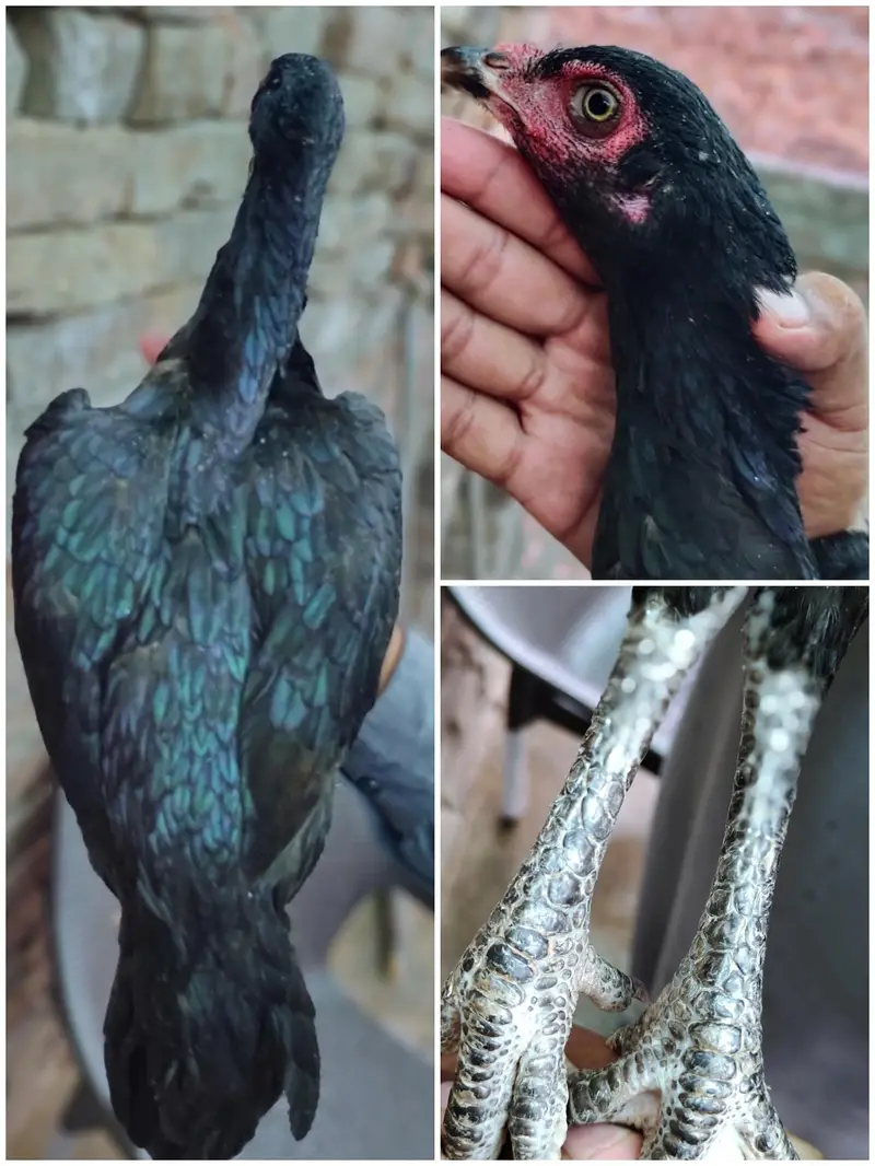 aseel for sale kurk murgi be ha — photo 2