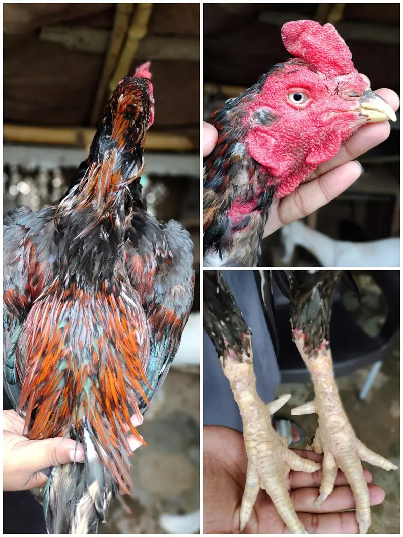 aseel for sale kurk murgi be ha — photo 6