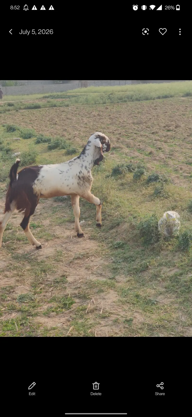 Betal Goats For Sale | Bakri for sale | Top Quality Breed Sale