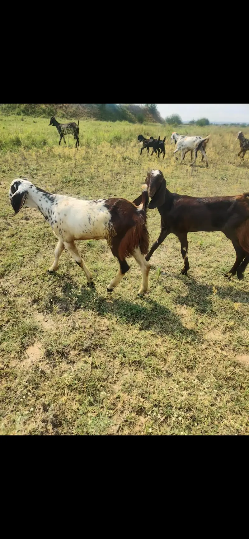 Betal Goats For Sale | Bakri for sale | Top Quality Breed Sale — photo 2