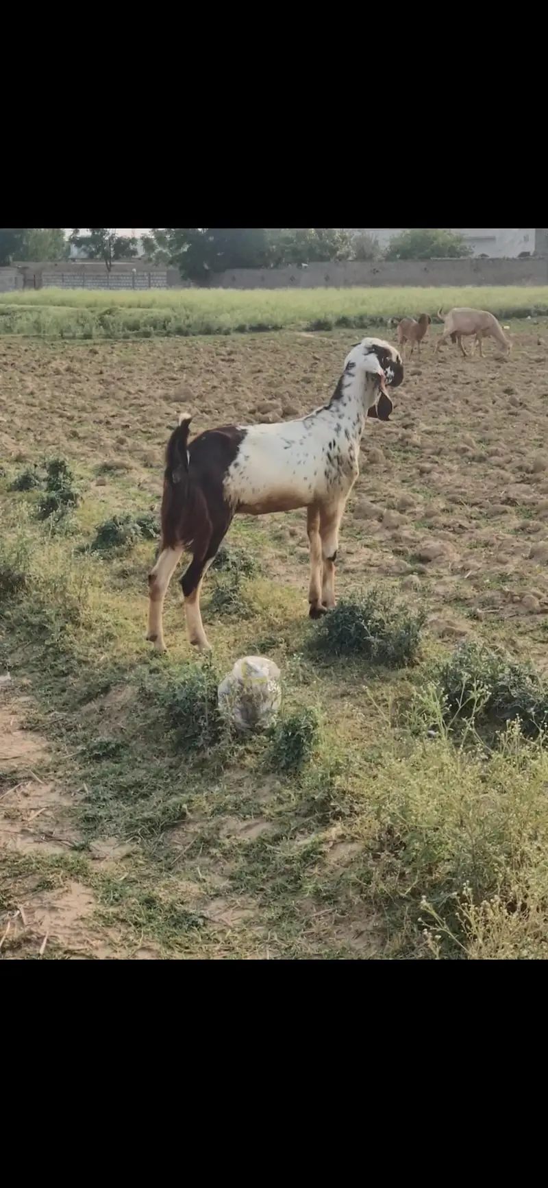 Betal Goats For Sale | Bakri for sale | Top Quality Breed Sale — photo 3