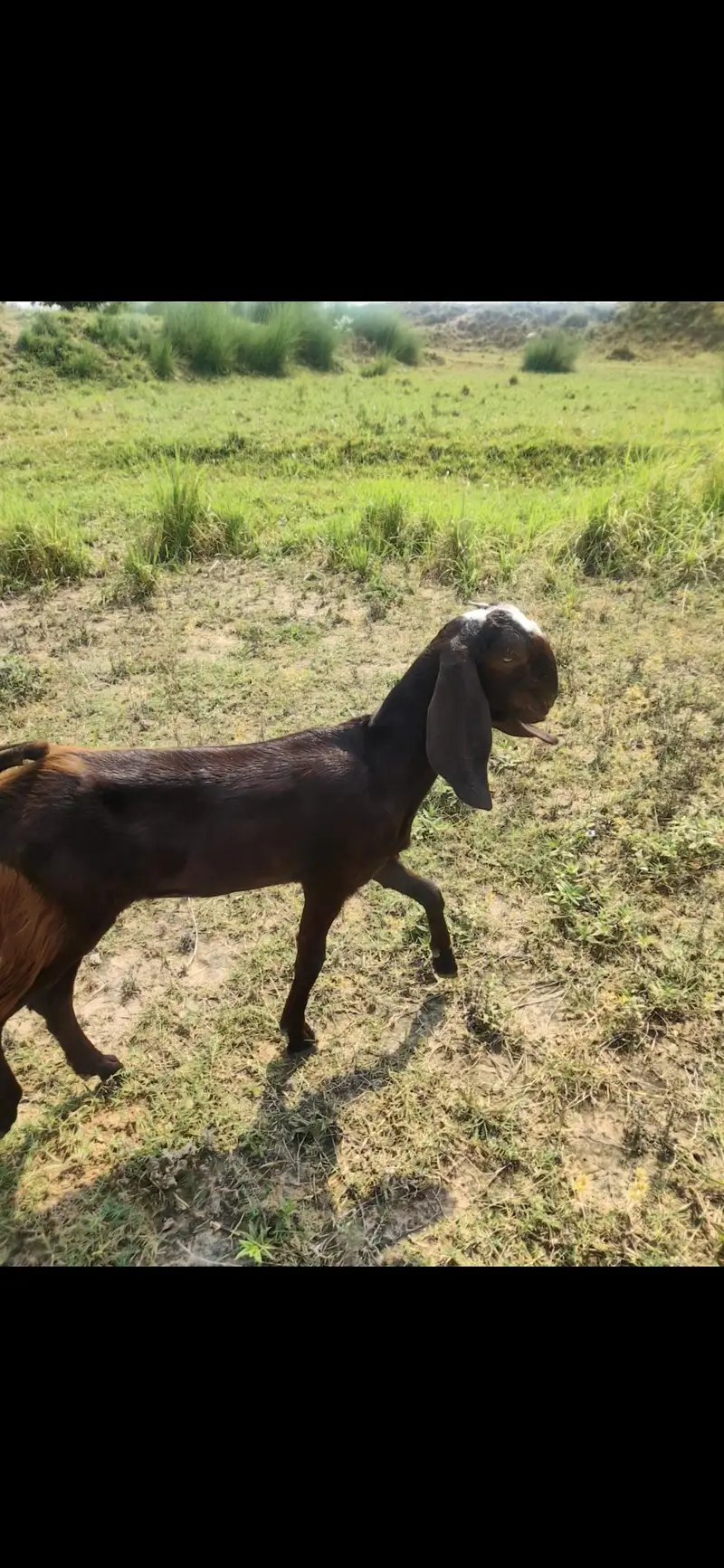 Betal Goats For Sale | Bakri for sale | Top Quality Breed Sale — photo 4