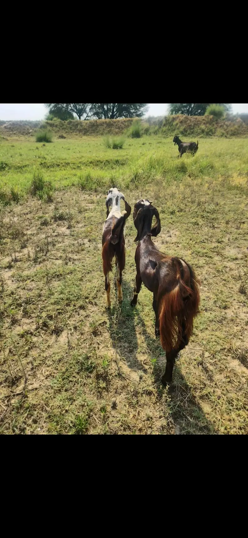 Betal Goats For Sale | Bakri for sale | Top Quality Breed Sale — photo 5