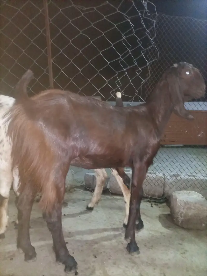 Betal Goats For Sale | Bakri for sale | Top Quality Breed Sale — photo 6