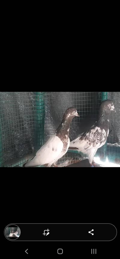 Teddy pair for sale/ Teddy kabuter for sale