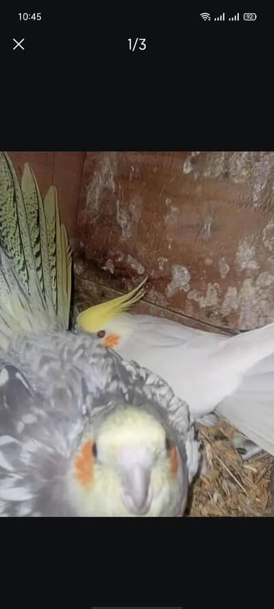 Breeder pair available Location Jarnwala Sirf call O3O34O88469