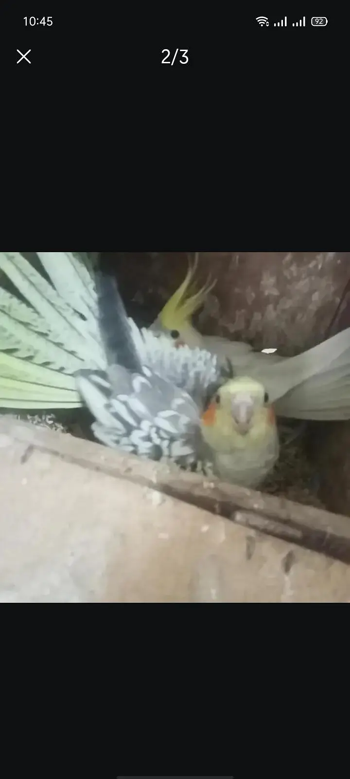 Breeder pair available Location Jarnwala Sirf call O3O34O88469 — photo 2