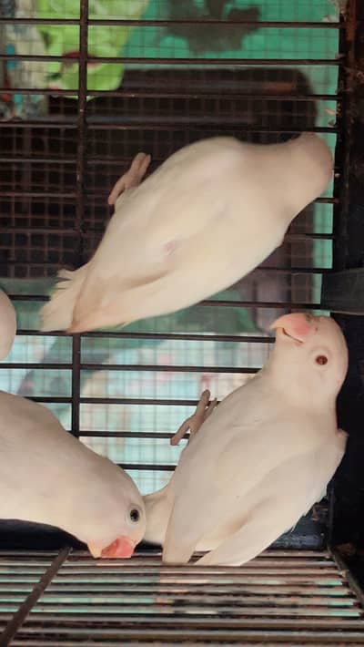 Love birds pair