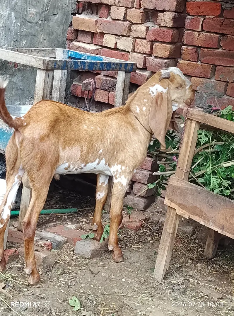 makkhi chhina — photo 2