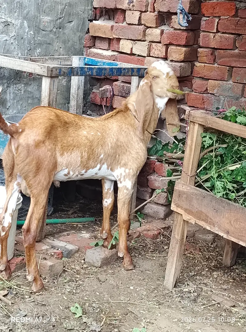 makkhi chhina — photo 3