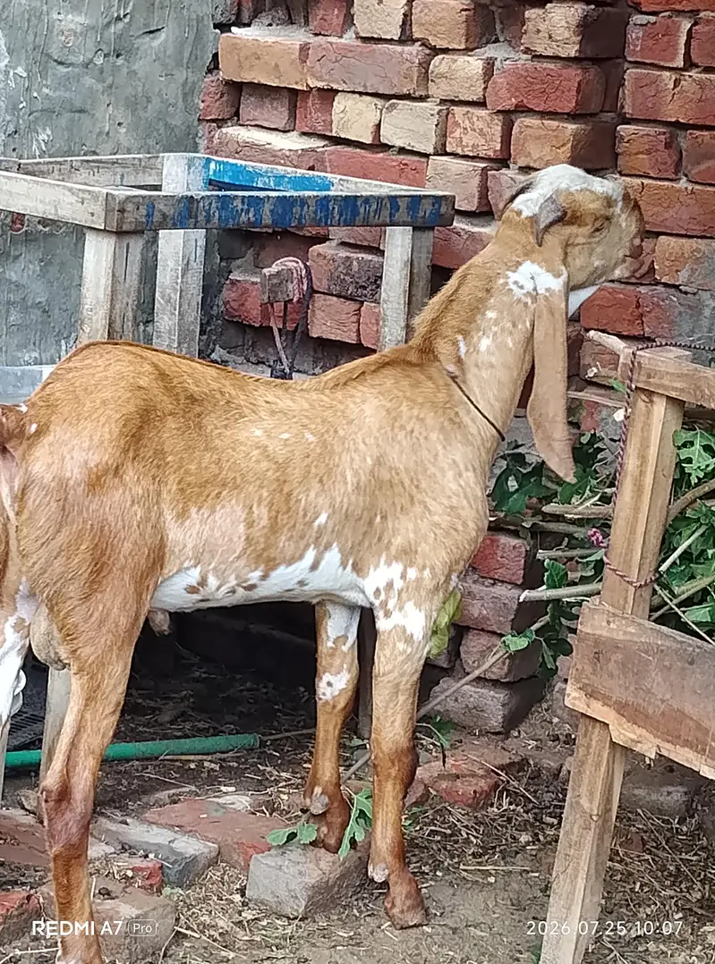 makkhi chhina — photo 4
