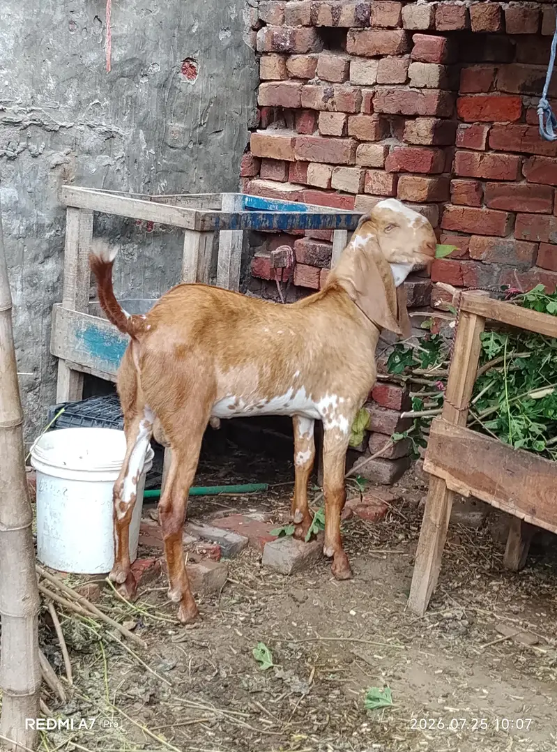 makkhi chhina — photo 5