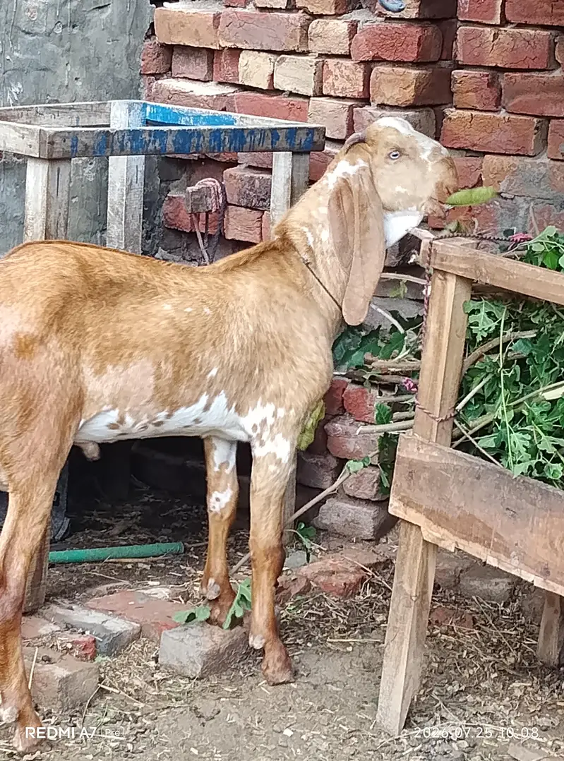 makkhi chhina — photo 6
