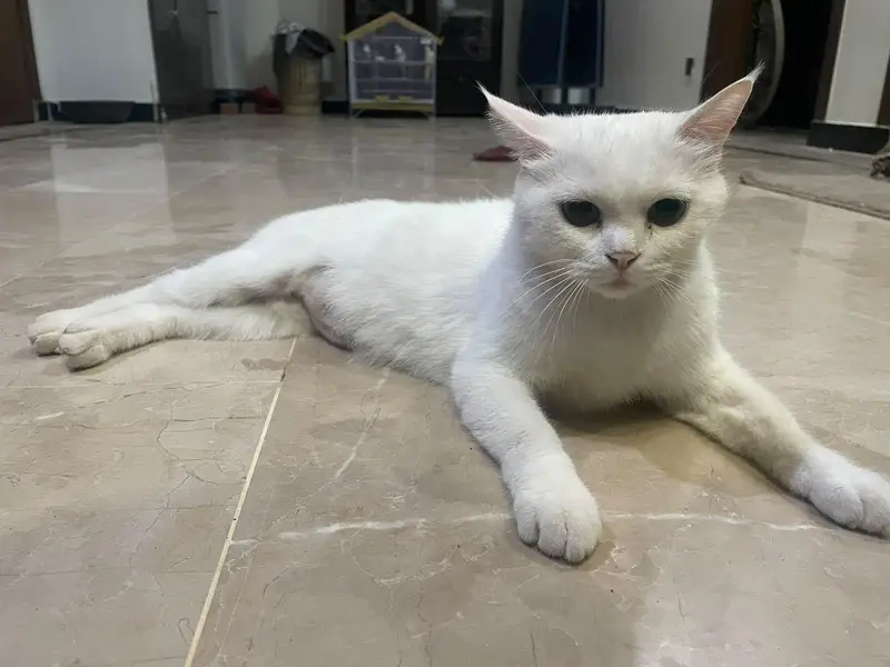 White Persian Cat