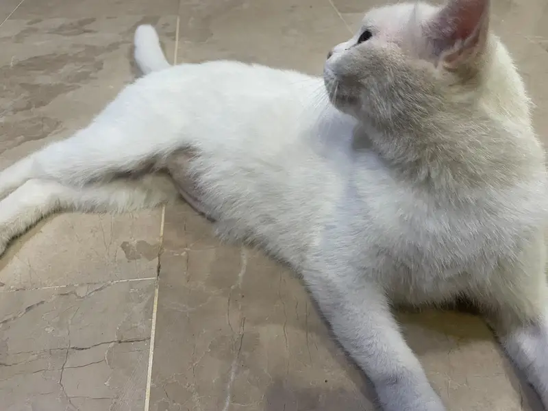 White Persian Cat — photo 3