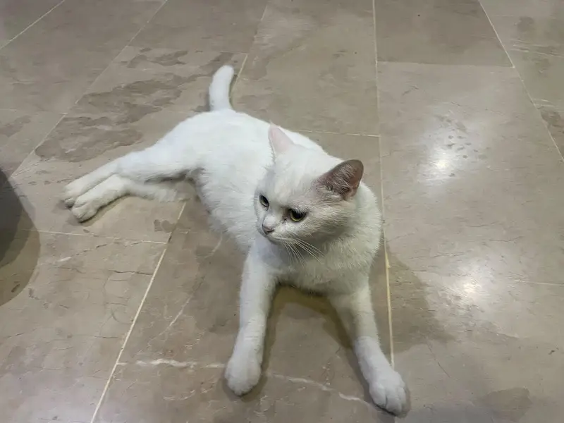 White Persian Cat — photo 4