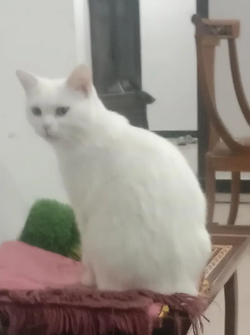 White Persian Cat — photo 5