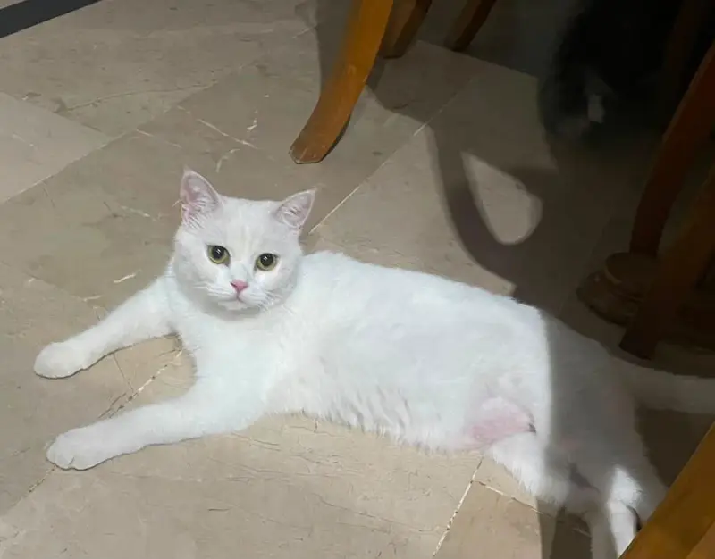 White Persian Cat — photo 6
