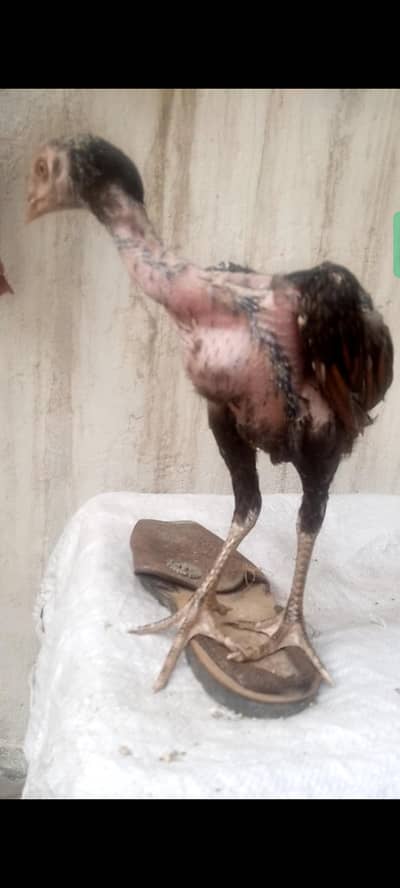 Basheer Purbana Blood Line Aseel Chicks