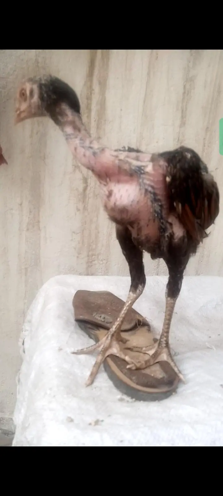 Basheer Purbana Blood Line Aseel Chicks