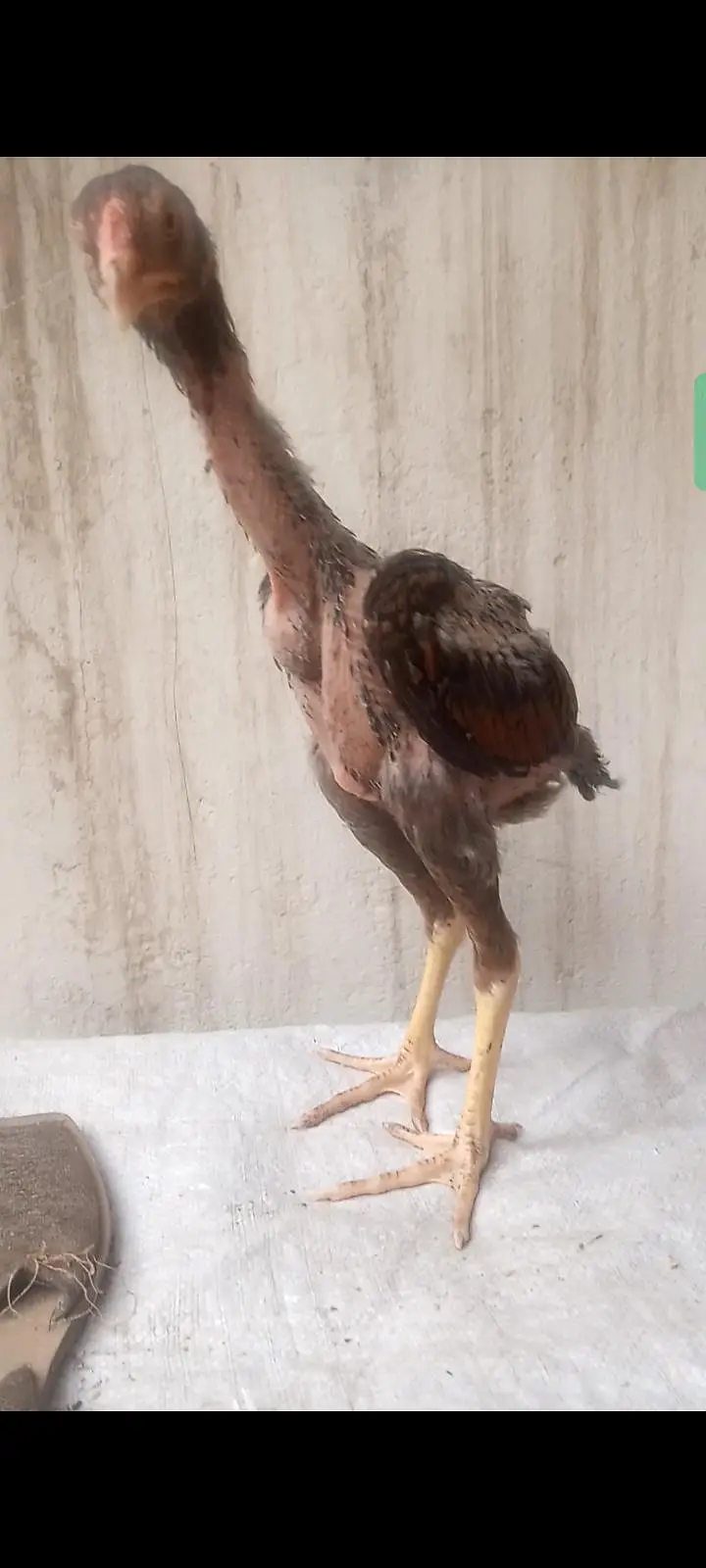 Basheer Purbana Blood Line Aseel Chicks — photo 2